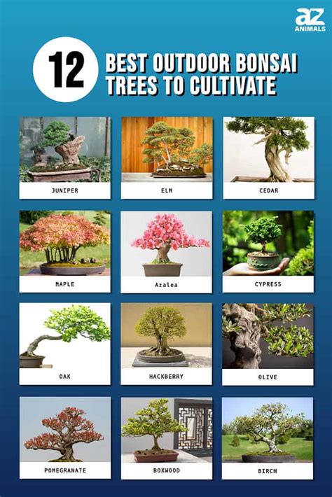 The 12 Best Outdoor Bonsai Trees To Cultivate Now - AZ Animals