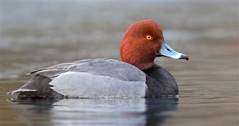 Redhead Life History, All About Birds, Cornell Lab of Ornithology