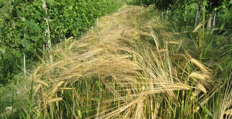 Protecting biodiversity in viticulture - Negro Angelo e Figli Winery