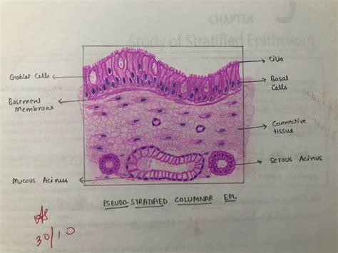 PseudoStratified columnar epithelium | Pseudostratified columnar epithelium, Nasal cavity, Trachea