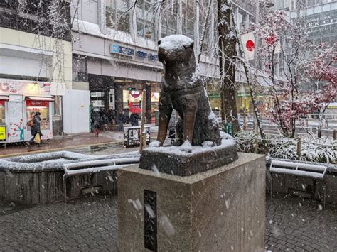 Hachiko Statue: The Loyal Dog Of Shibuya