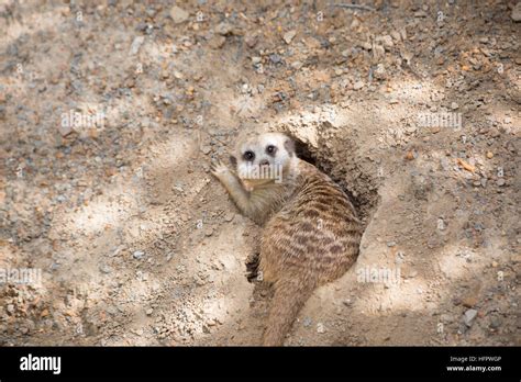 Meerkat in a burrow Stock Photo - Alamy