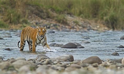 इंद्रावती राष्ट्रीय उद्यान घूमने की जानकारी - Information about Indravati National Park in Hindi ...