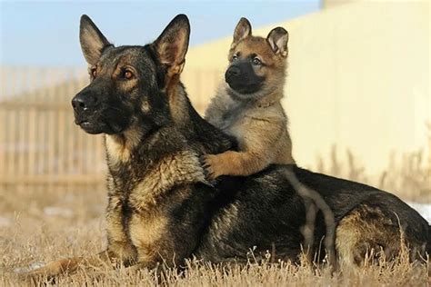 Do German Shepherd Puppies Change Colors? | German Shepherd Country