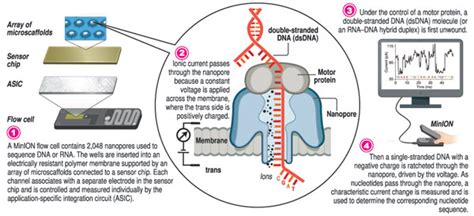 Nanopore sequencing – rapid insights in real time | Print Edition - The Sunday Times, Sri Lanka