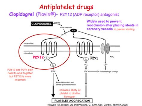 EXAM 3: Pharmacogenomics (Clopidogrel & Warfarin)-Dr. Posey Flashcards ...