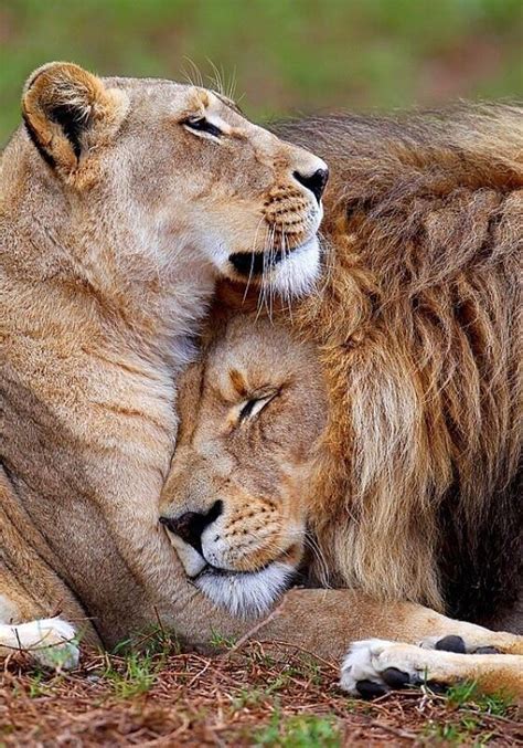 Lion mates; though female and male lions don’t hook up long term (it’s ...