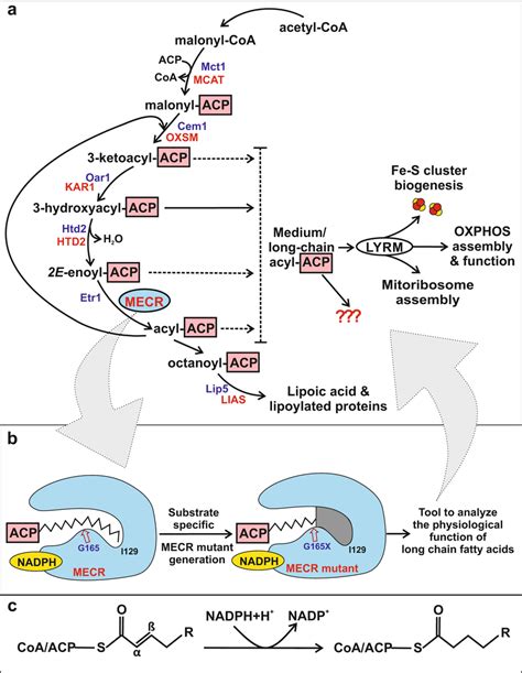 Schematic representation of the mitochondrial fatty acid synthesis ...