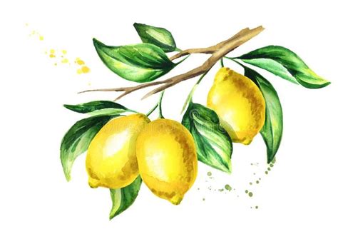 Illustration about Lemon branch with fruit and leaves. Watercolor hand ...