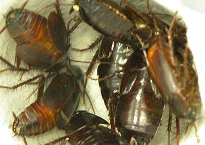 Oriental Cockroach - Pest Library - Rose Pest Solutions