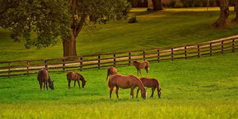 Lexington Farms for Sale: View All Farm Properties in Lexington, KY