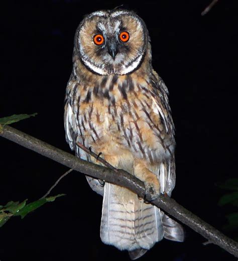 Night Owl - Nocturnal Animals Photo (41427701) - Fanpop