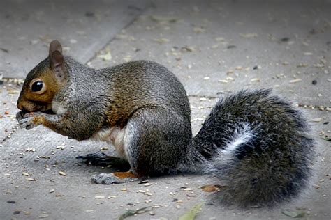 File:Grey squirrel.jpg - Wikipedia