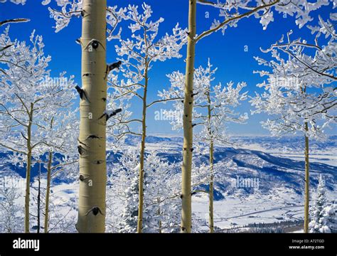 Snow on Aspen trees Stock Photo - Alamy