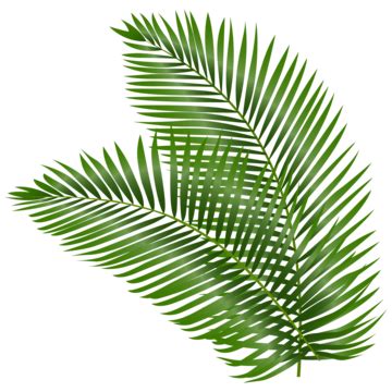 Coconut Leaf Png Coconut Tree Leaves PNG Transparent With, 41% OFF