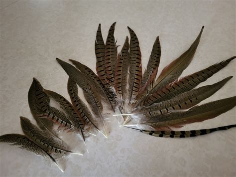 Decorate With 18 Pheasant Tail Feathers 6 to 12 Inches Long - Etsy