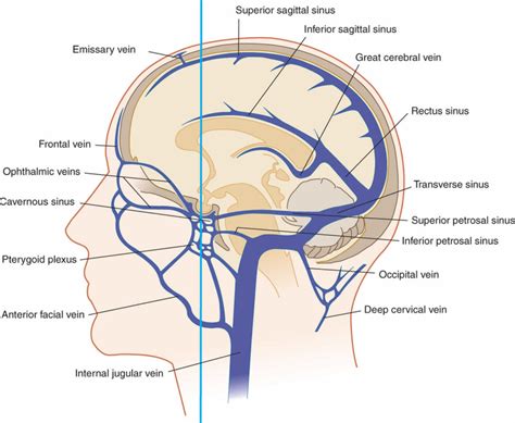 Cerebral circulation, cerebral circulation anatomy, venous circulation of the brain & CSF ...