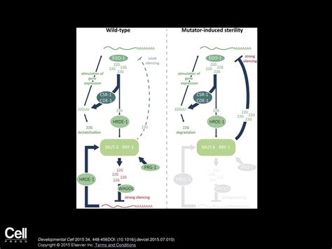 Maternal piRNAs Are Essential for Germline Development following De ...