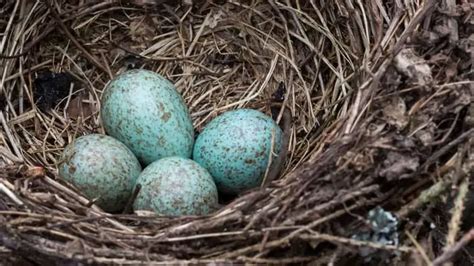 Blue Jay Egg Color: How Many Are There? | Birds Tracker