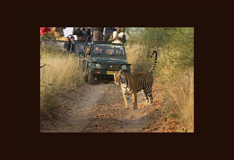 Itinerary - 4 Days Ranthambore Tiger Safari from The Earth Safari