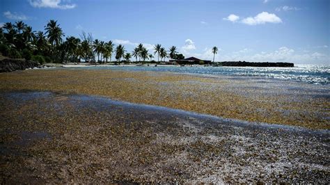 What is sargassum? Here's why seaweed is piling up along Florida ...