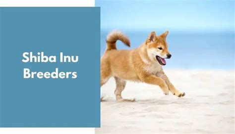 Shiba Inu Breeders | Shiba Inu Puppies for Sale - AnimalFate