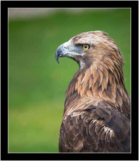 Free Images : wing, beak, predator, hawk, fauna, bird of prey, vertebrate, hunt, falcon ...