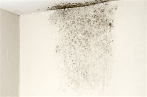 Mold On Ceiling Stock Photo - Download Image Now - iStock