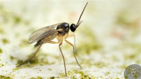 Fungus Gnats - Gardening Australia