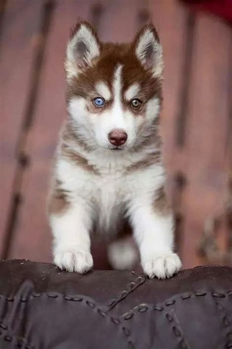 Red Siberian Husky Puppies With Blue Eyes