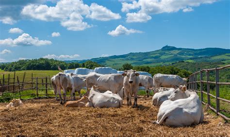 Chianina cows in Tuscany, providers of Florentine steak - Fattoria San Michele a Torri