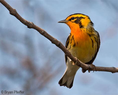 Vermont Forest Bird Monitoring Program | Vermont Center for Ecostudies