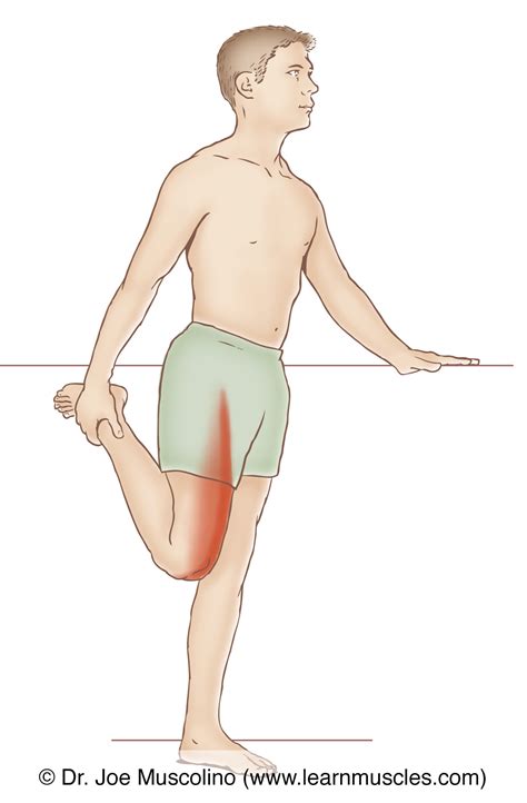 Quadriceps Femoris Group - Stretching - Learn Muscles