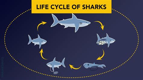 Sharks Life Cycle Clip Art Clip Art Life Cycles Cycle | Porn Sex Picture