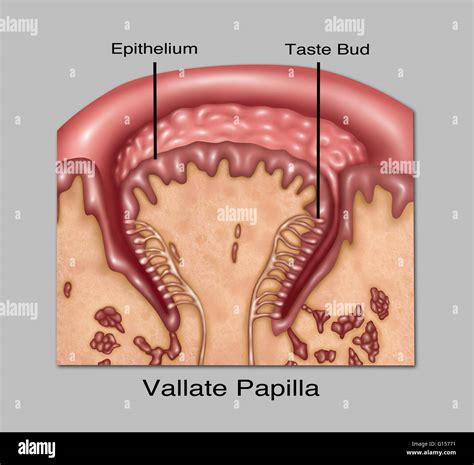 Illustration of circumvallate (or vallate) papillae, one of the four ...