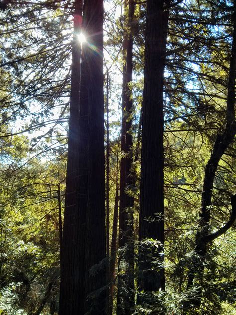 Redwood Regional Park : Oakland California | Visions of Travel