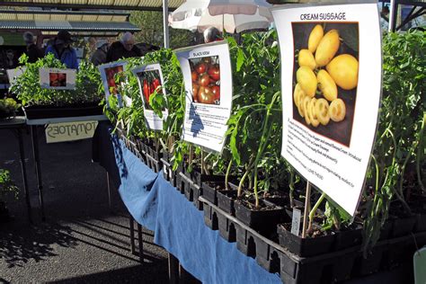 Heirloom Tomato Starter Plants At The Farmers Market | Flickr