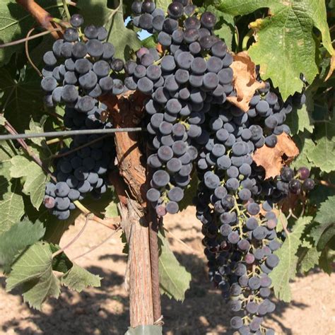 Merlot Wine Grape Vine for Sale - Grow Organic