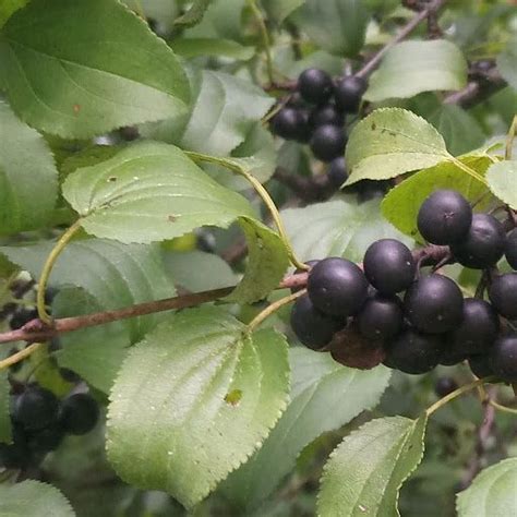 2 Best Ways to Identify Common Poisonous Berries in North America