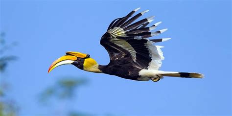 Ini Fakta Burung Enggang, Burung yang Dikeramatkan oleh Suku Dayak