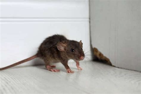 Natural Rat Deterrents: Natural Rat Prevention - Hama Pest Control