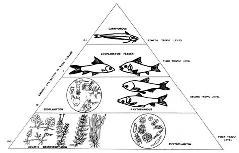 Fish culture in undrainable ponds A manual for extension