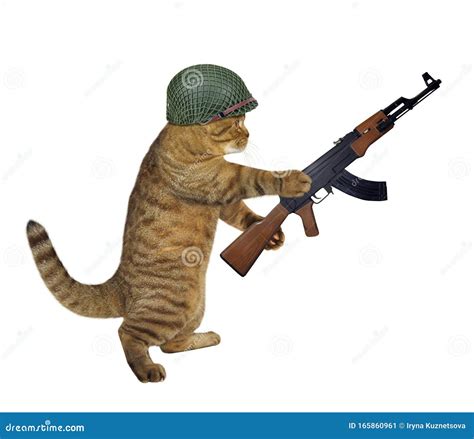 Cat Soldier Holds Machine Gun Stock Image - Image of close, fortune ...