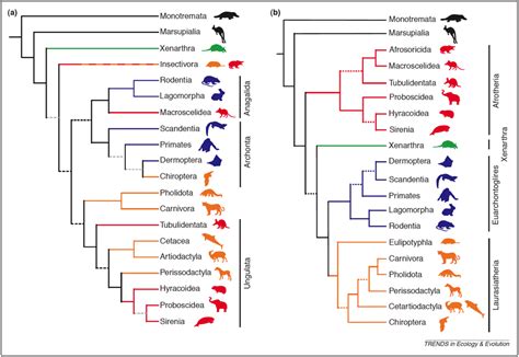 Mammal Tree | Perissodactyl Paleontology, Probability, Design Museum ...