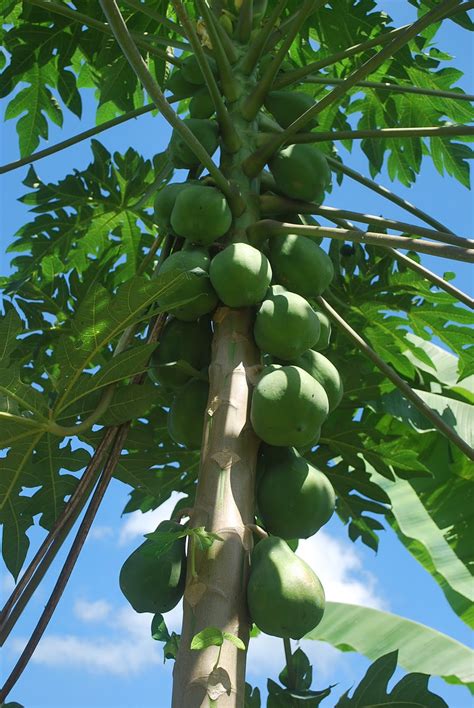 Edible Landscape – Papaya Tree – Suria Helang Lui