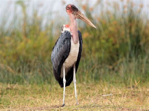 Marabou Stork - eBird