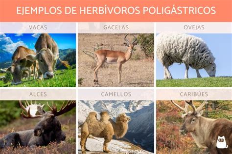 Animales herbívoros - Definición, tipos y ejemplos (con FOTOS) (2023)