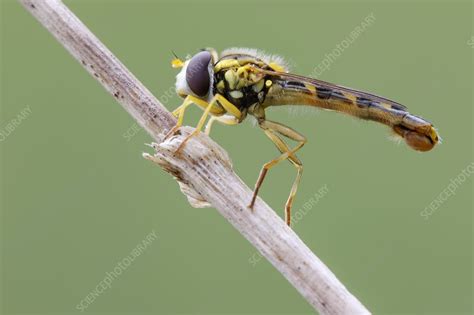 Hoverfly - Stock Image - C029/1724 - Science Photo Library