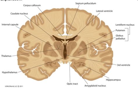 Extrapyramidal System Anatomy And Clinical Importance Kenhub