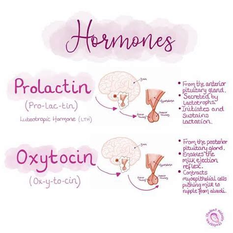 Oxytocin and prolactin - MEDizzy